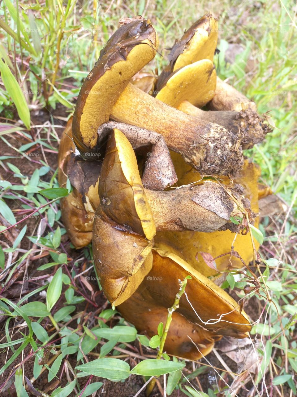 This mushroom grows wild and can be eaten with a slick process