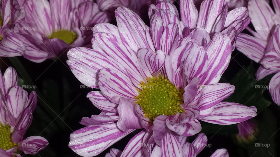 Purple chrysanthemums