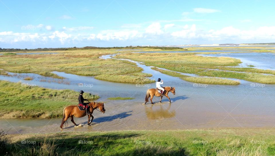 Majestic horses