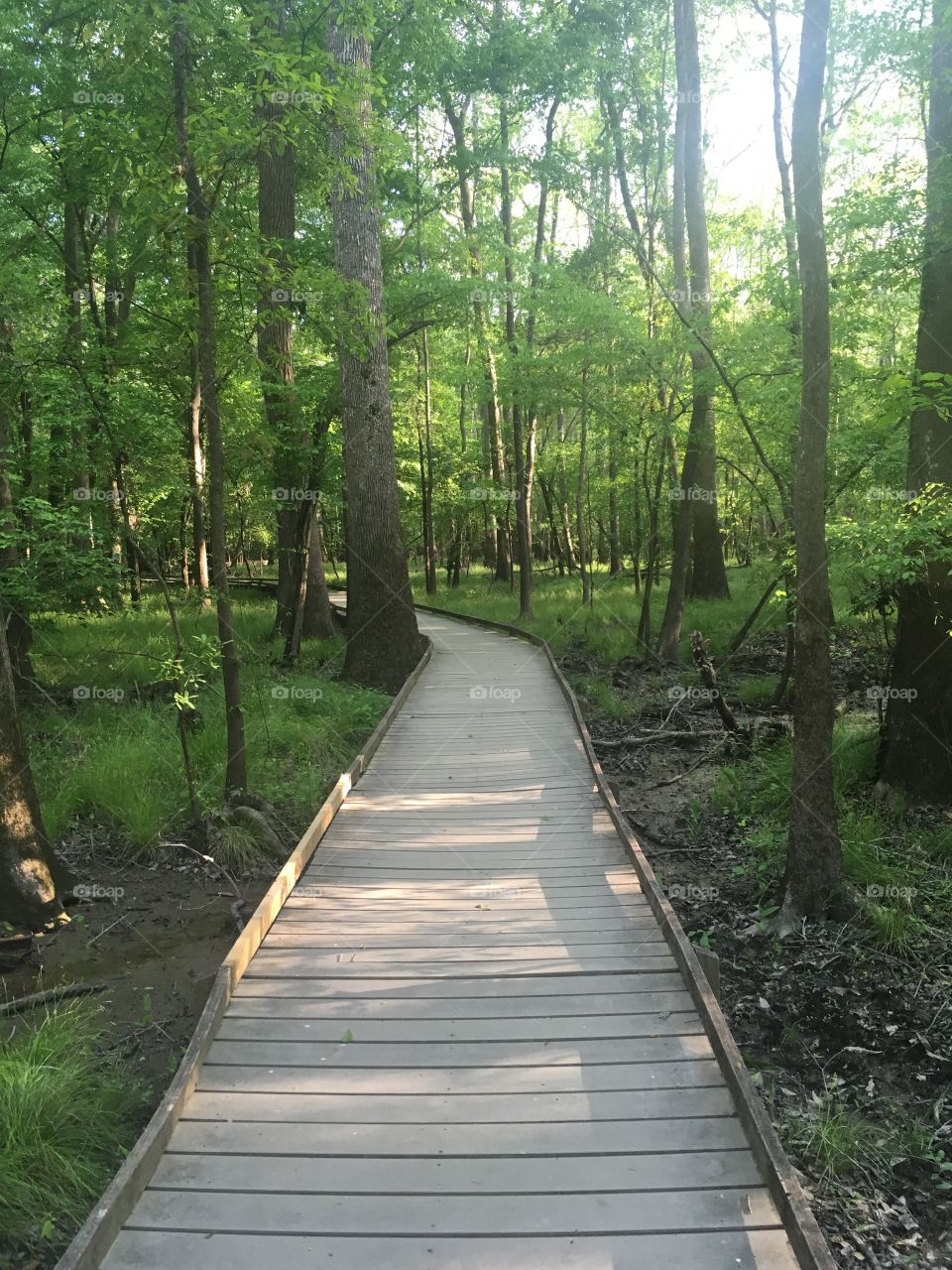 Boardwalk at Congaree 