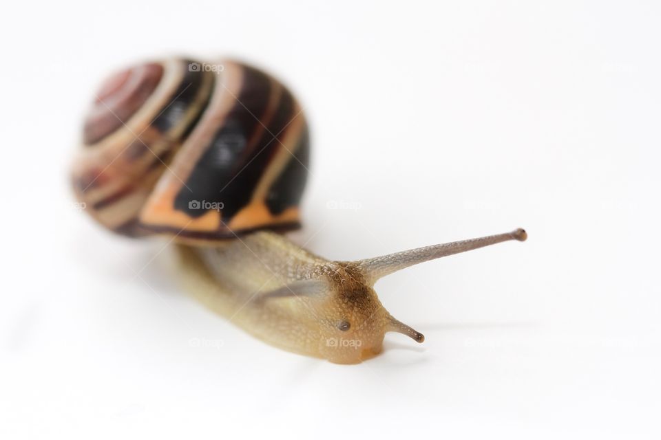 Close-up of snail on white background