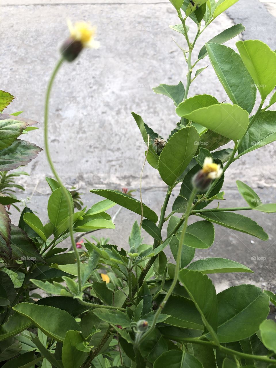 The plants around us, Countryside ( Thailand 🇹🇭