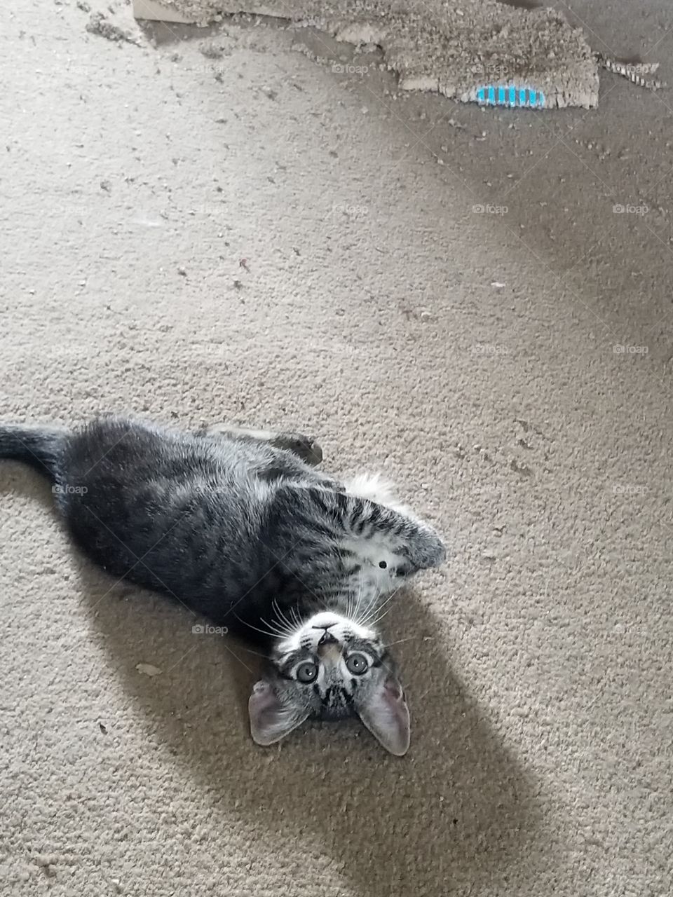 hey mom! I am innocent, I am not attacking my toy.