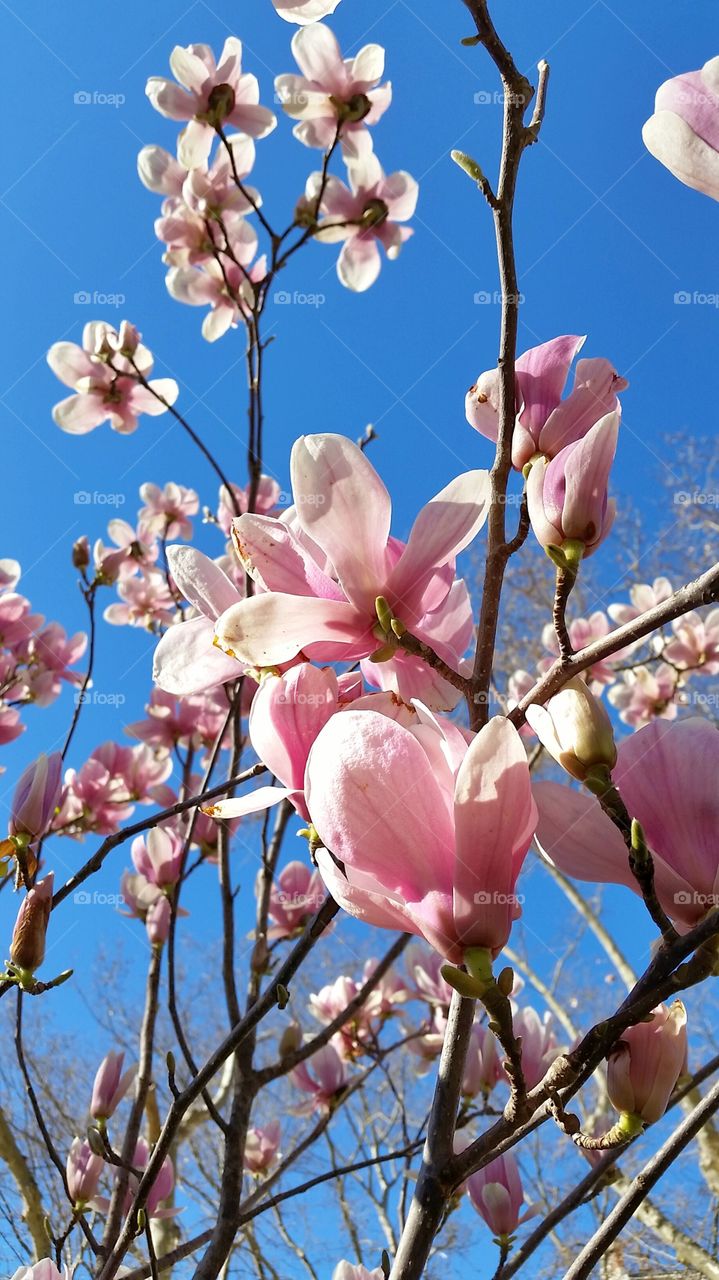 magnolias