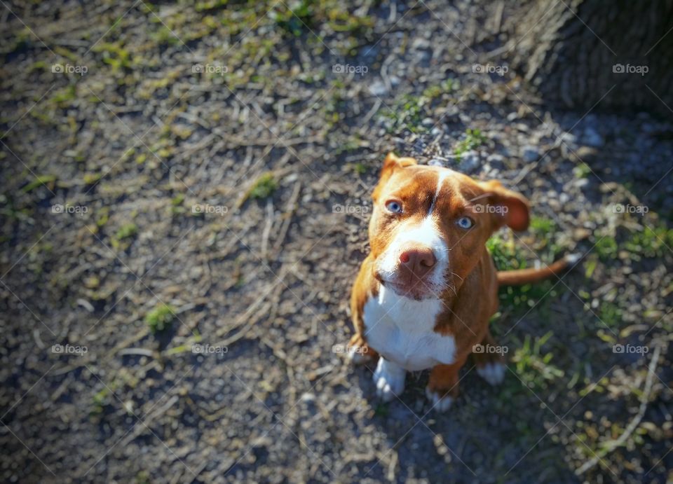 Puppy sitting under a tree looking up with spring grass starting to grow