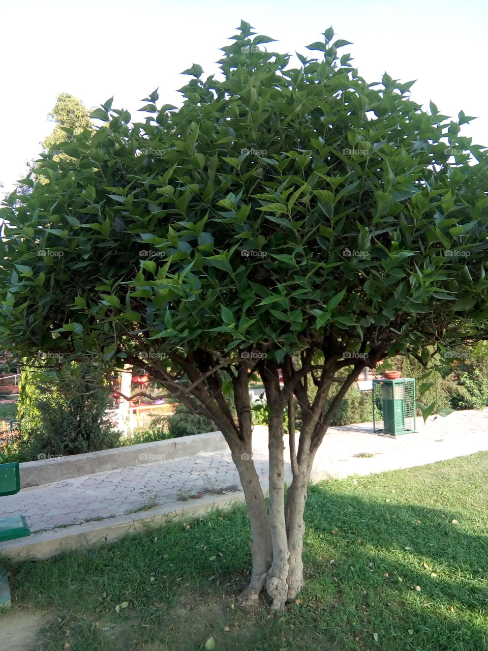 beautiful plants in a garden