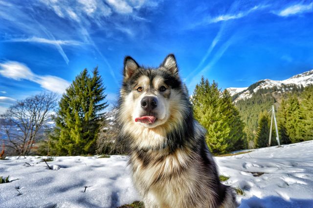 tongueout