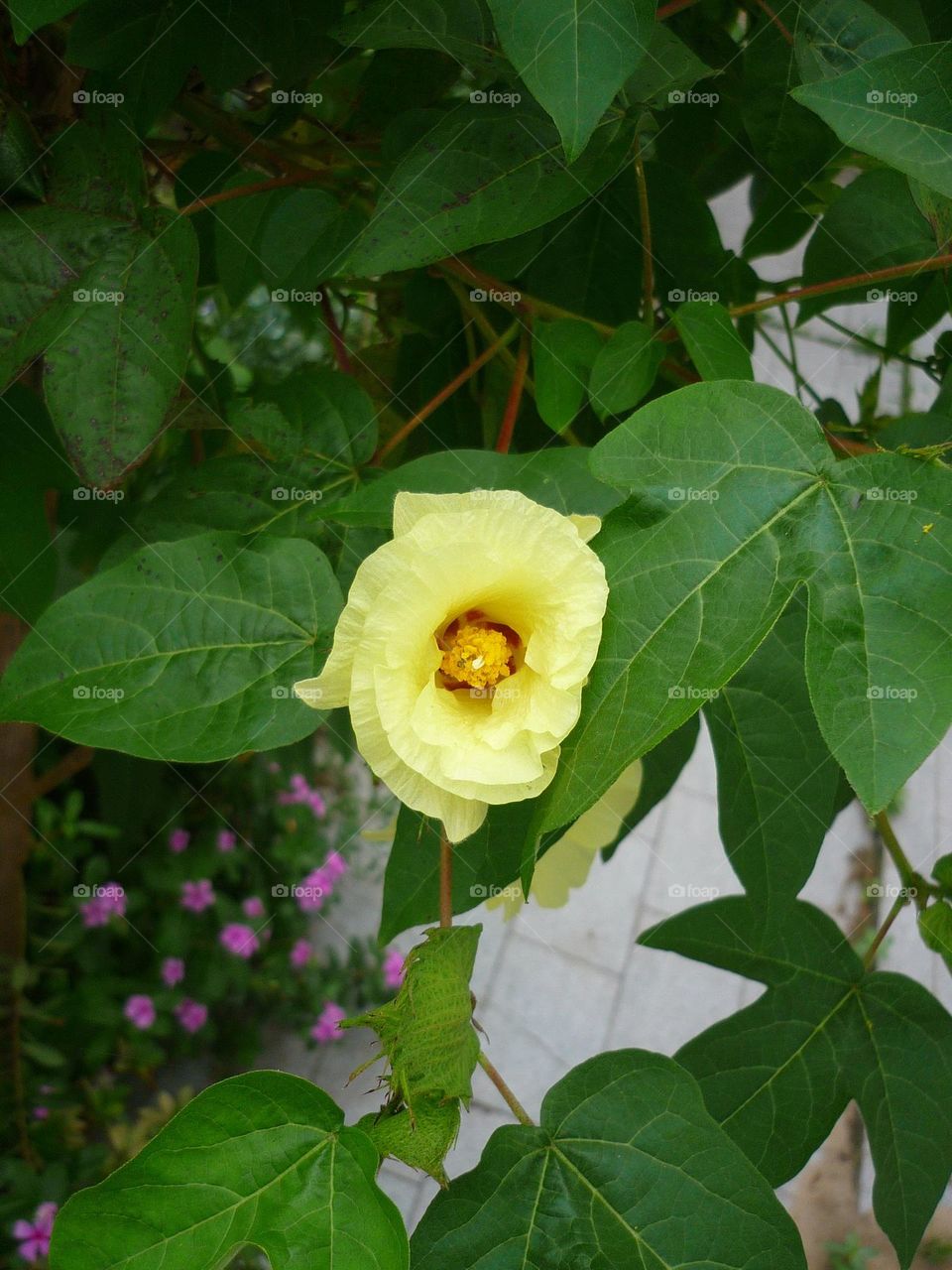 Flor de algodão