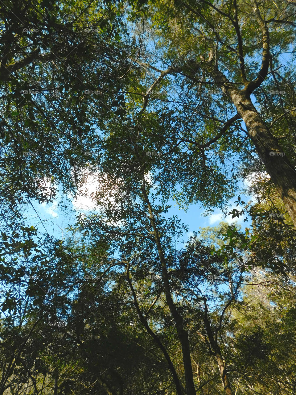 A Forest in every season! The forest's smell was fresh and organic! You could hear rustling as the wildlife scattered as the twigs were crunching under my feet. The trees were the towers of the forest. There are forests for all four seasons which display their own individual characteristics!