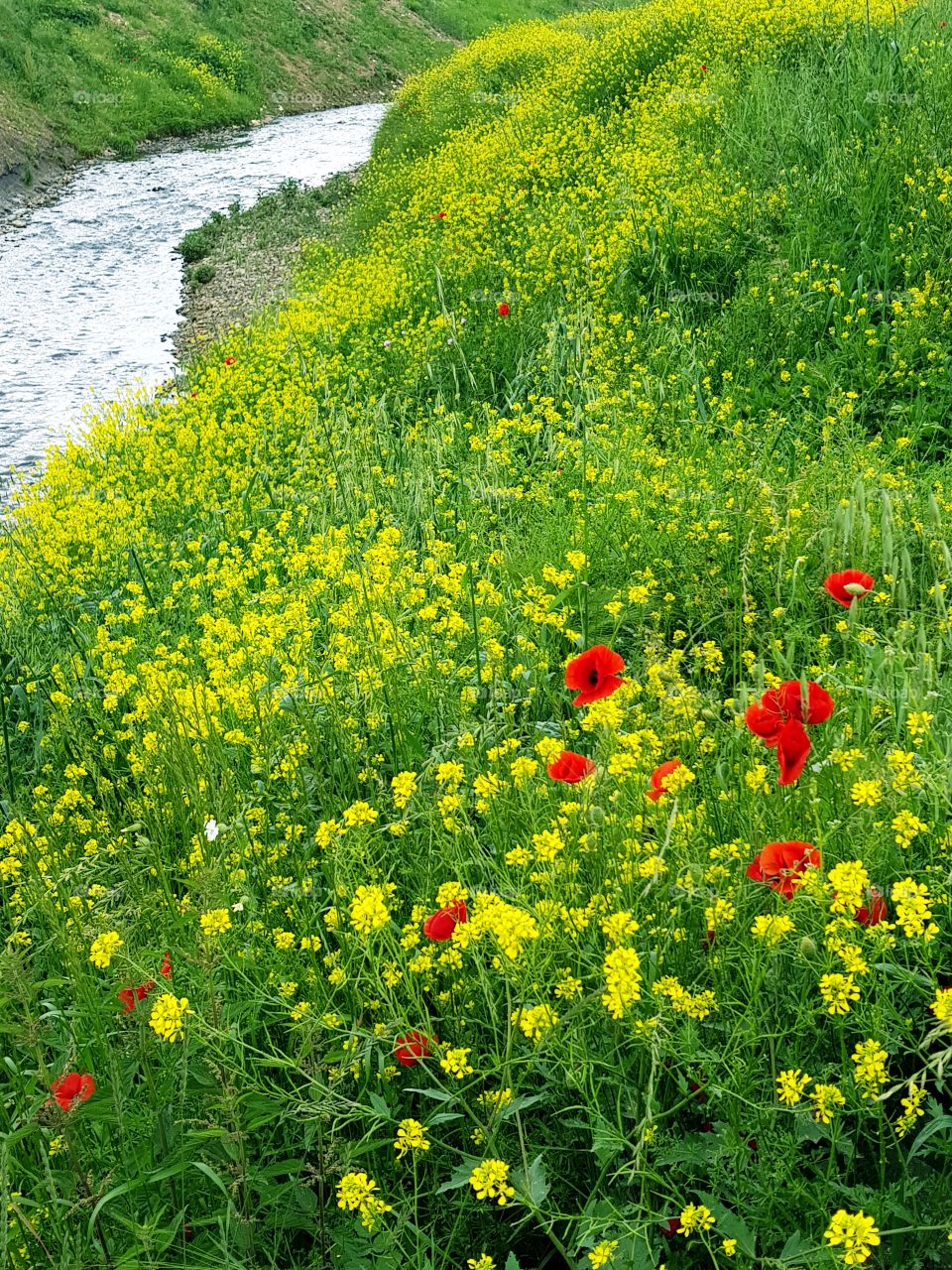 prolecno poljsko cvece