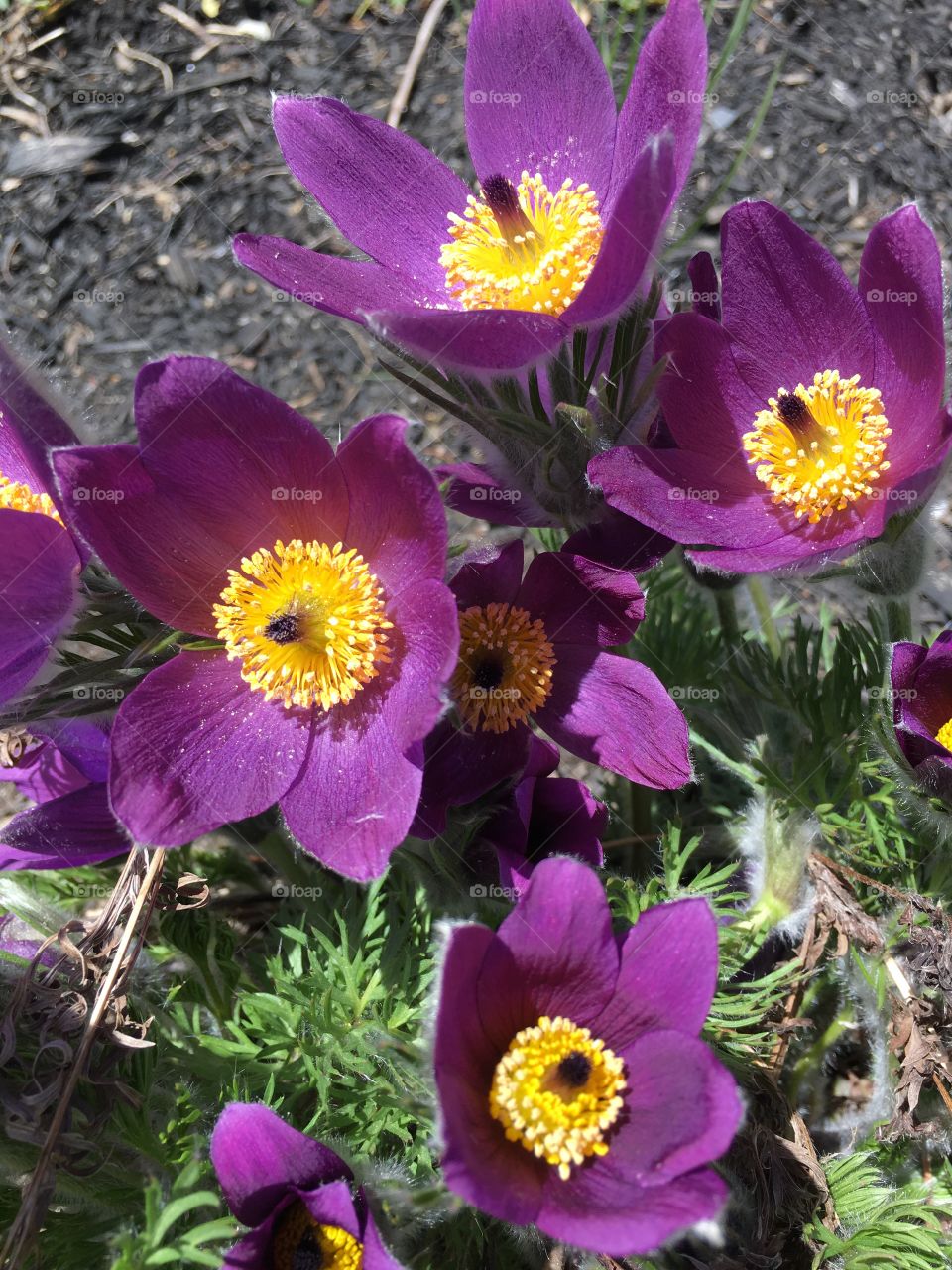 Purple flowers in early spring 