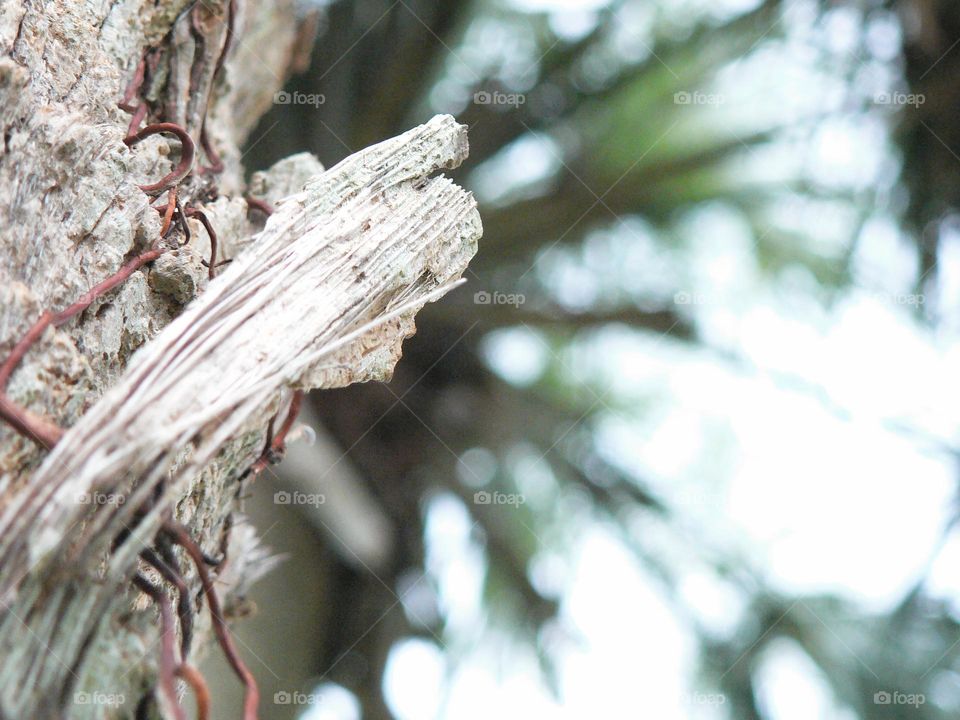 Palm tree under the leaves and macro or close-up of the bark or tree skin on focus.