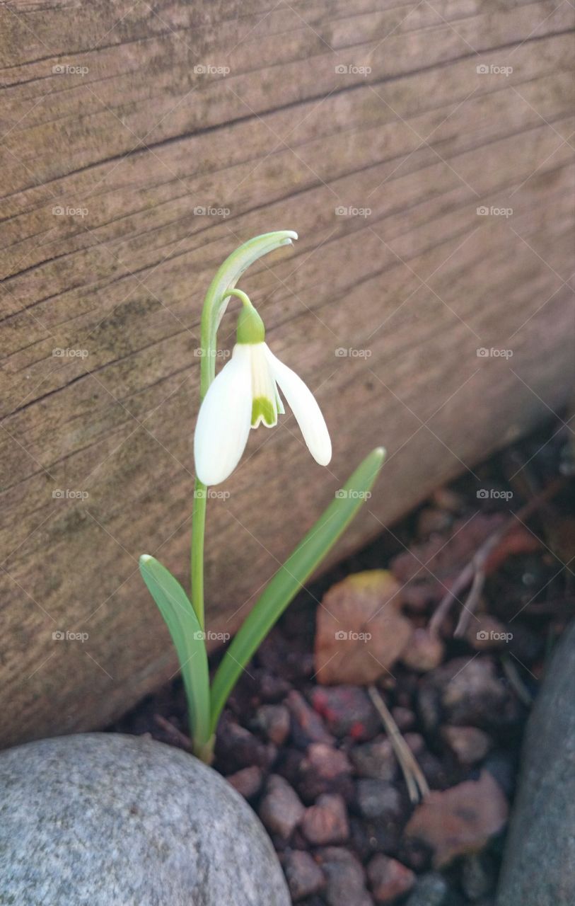 Snowdrop