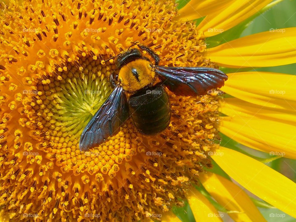 Bumblebee on flower