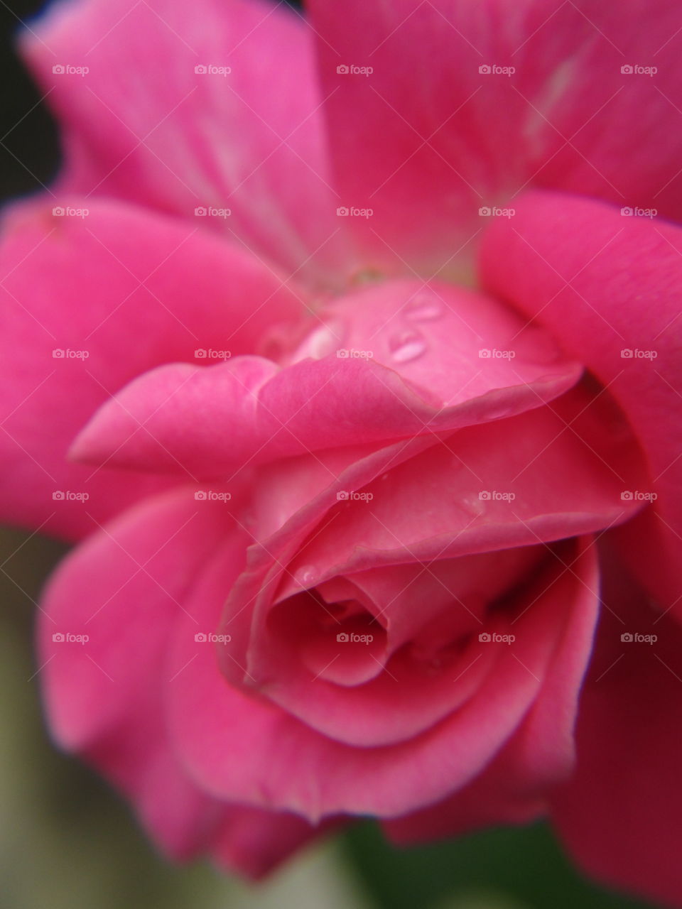 have a nice day. pink rose