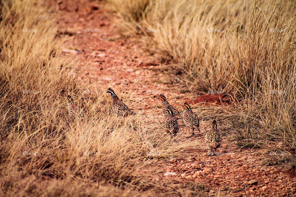 quail 