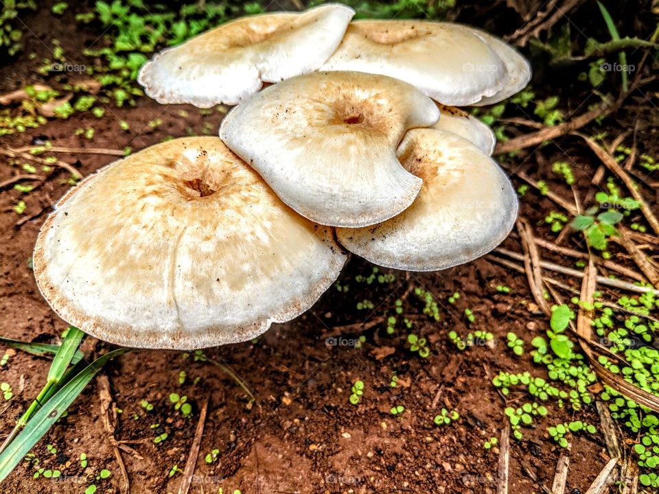 Fungus, Mushroom, Nature, Food, Wood