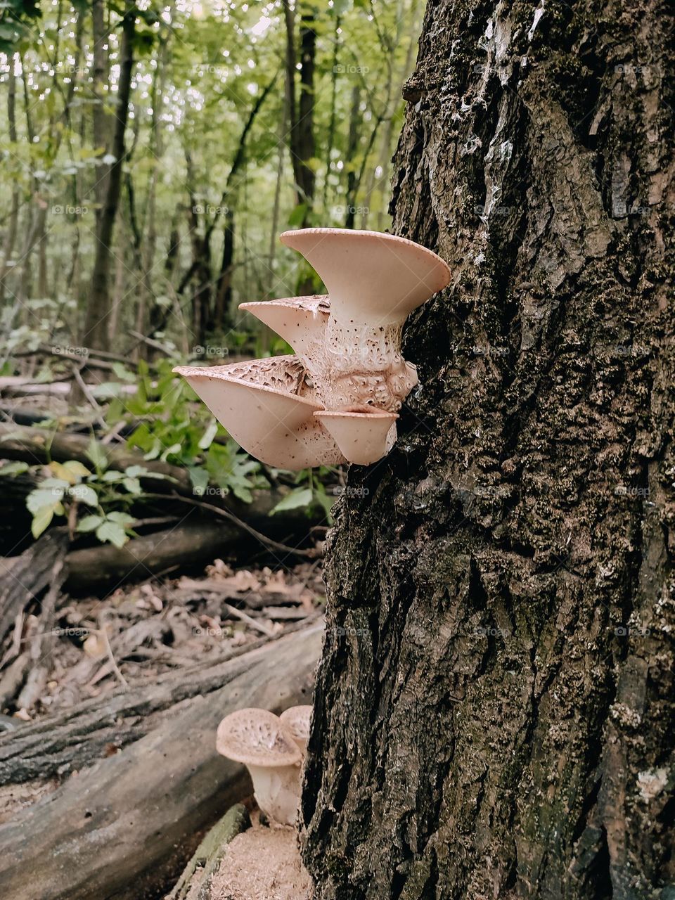Wild mushrooms on the tree trunk Dryad’s saddle, Pheasant’s back mushroom, scaly polypore, Polyporus squamosus, Cerioporus squamosus