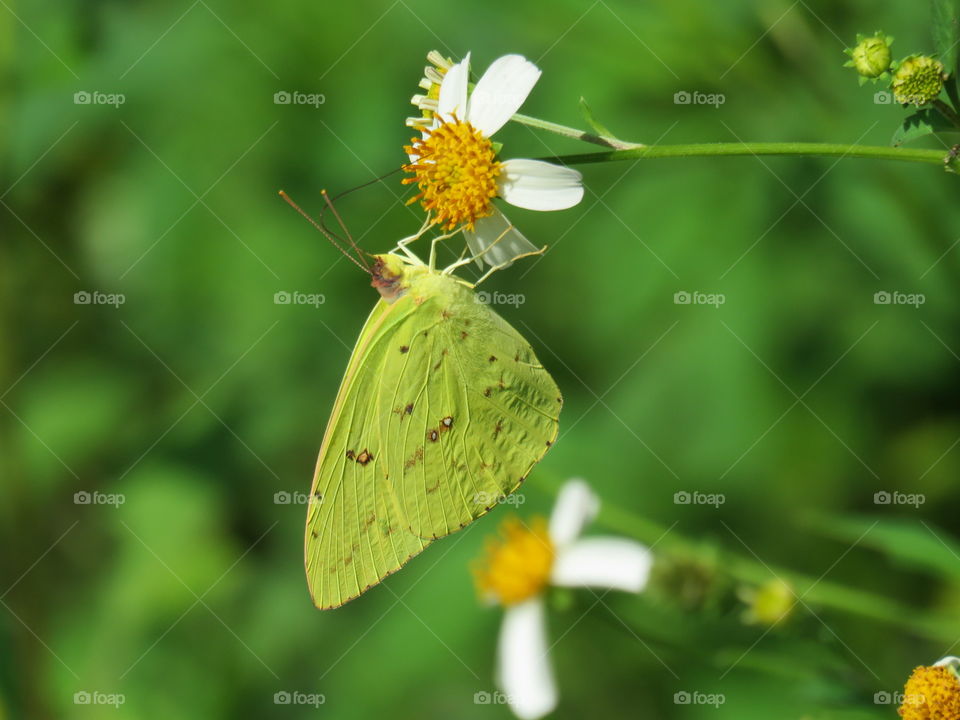 cloudless sulphur