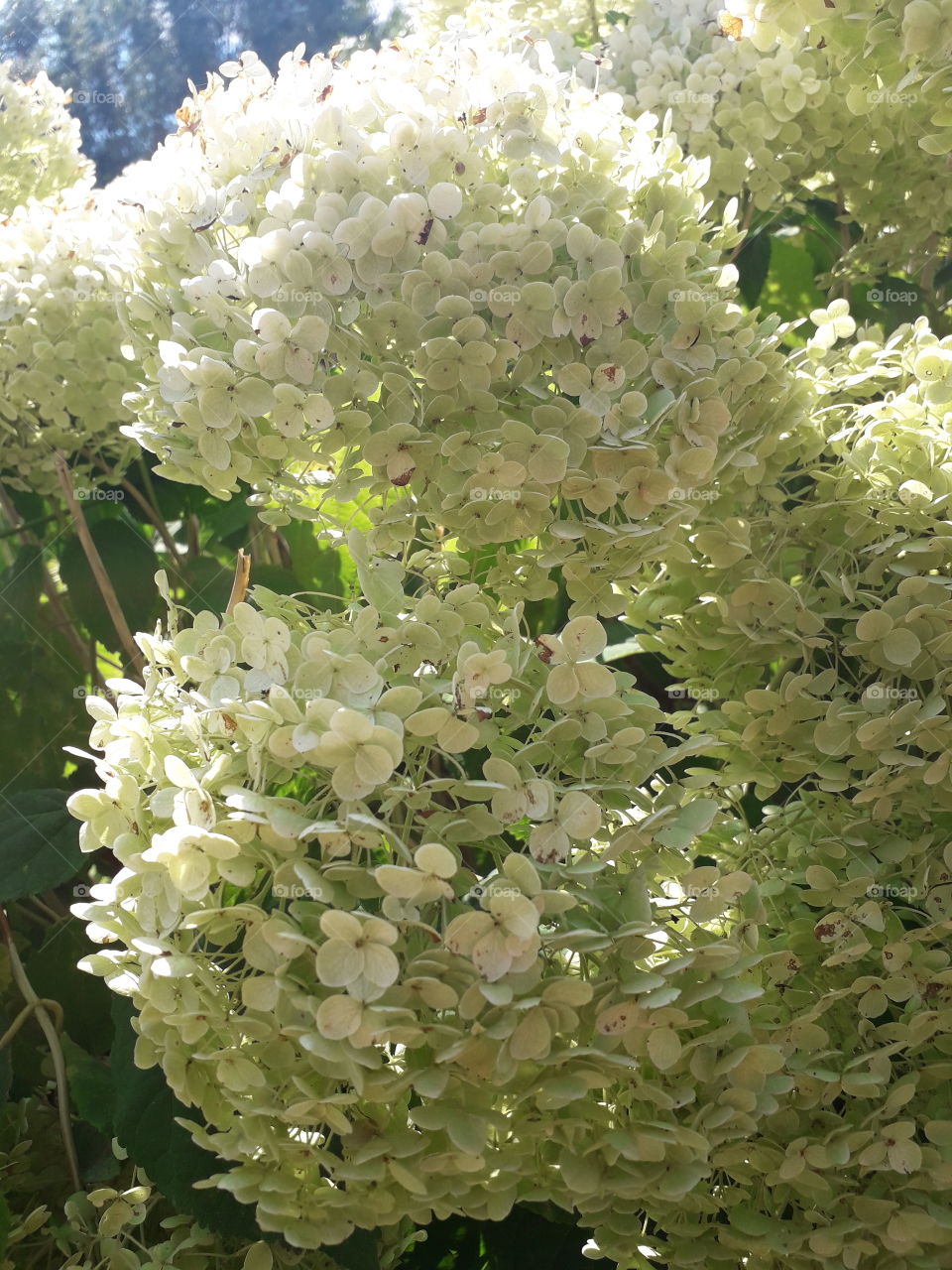 Anabelle hydrangea in sun