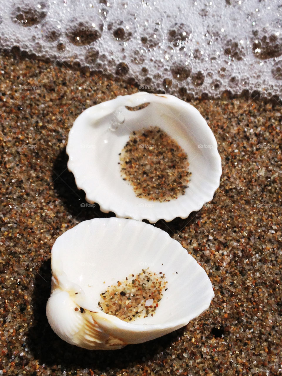 Shells near surf