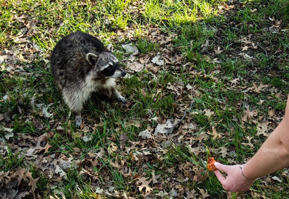Feeding raccoon in the park from hand 