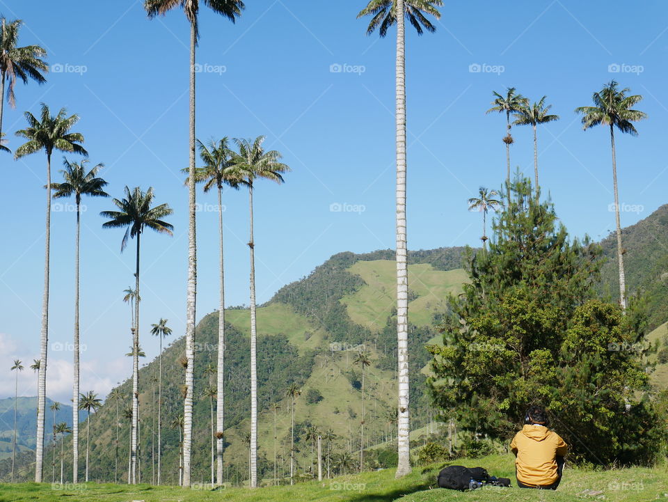 A man listening to music and relaxing among wax palms in cocora valley