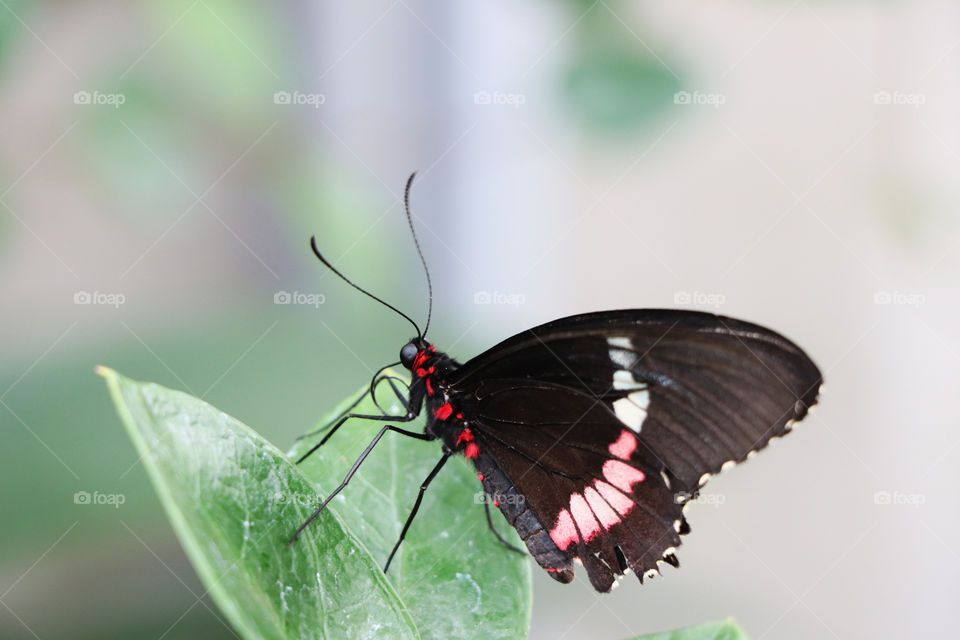 Sara Longwing on leaf