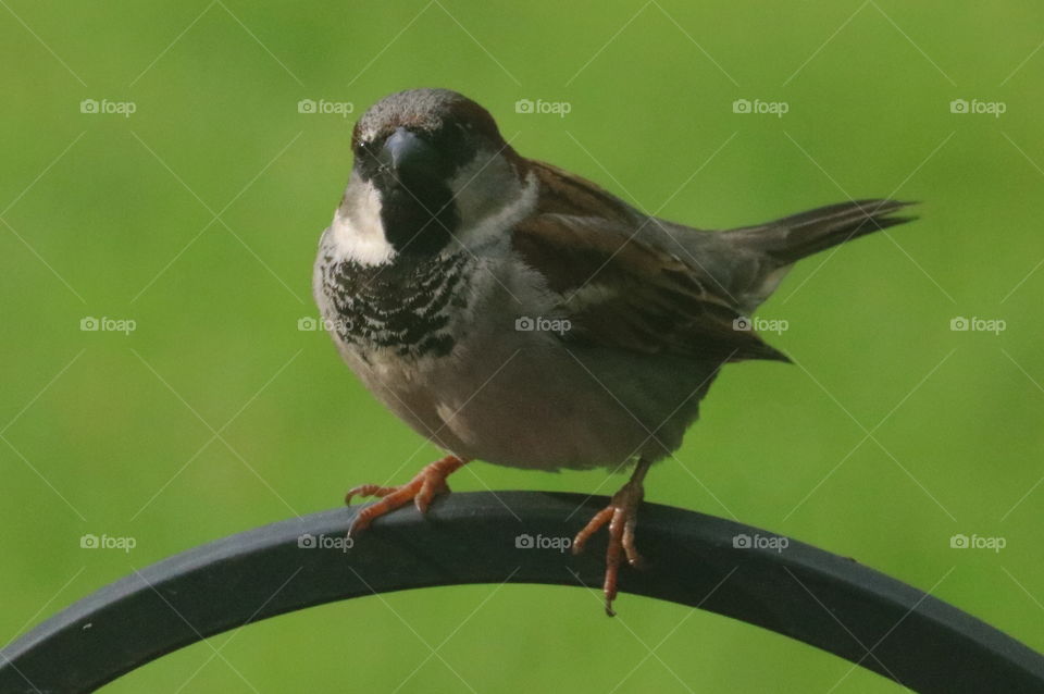 Male Sparrow Taking a rest in Spring.