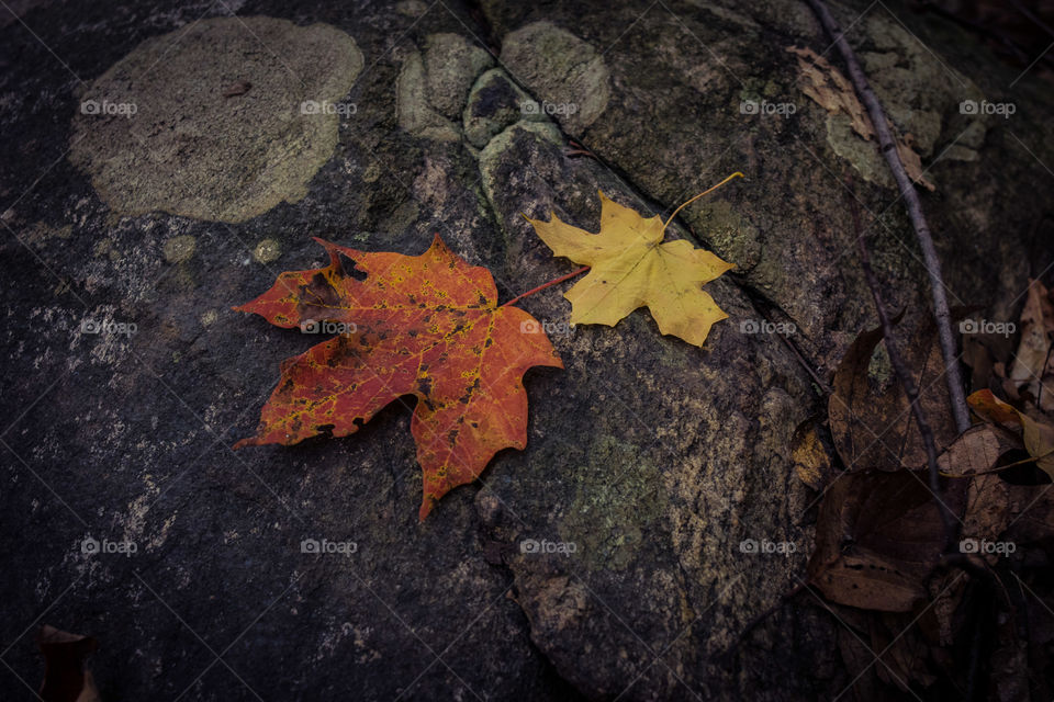 leaf on a rock