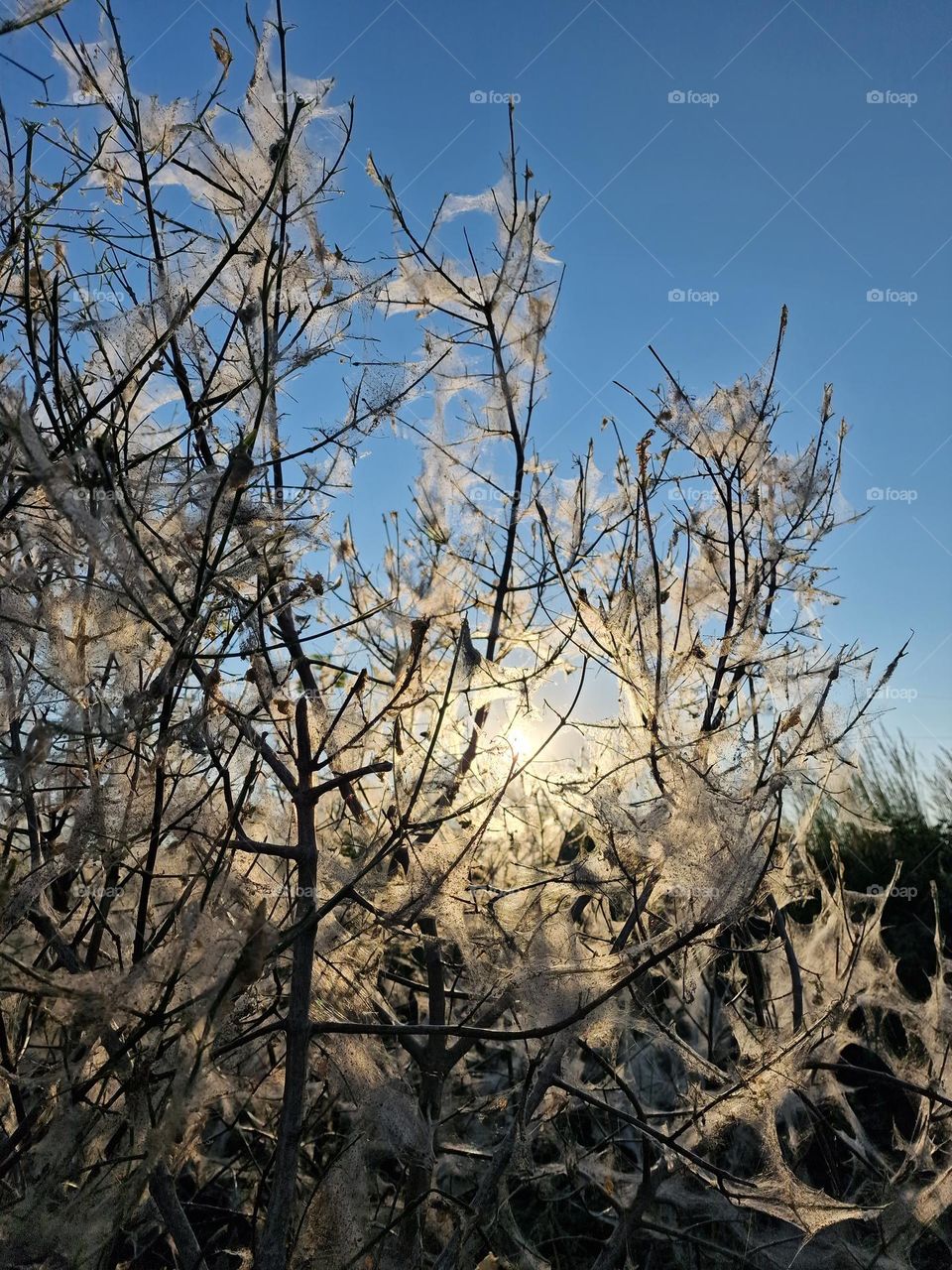 Sunset and the spider's web