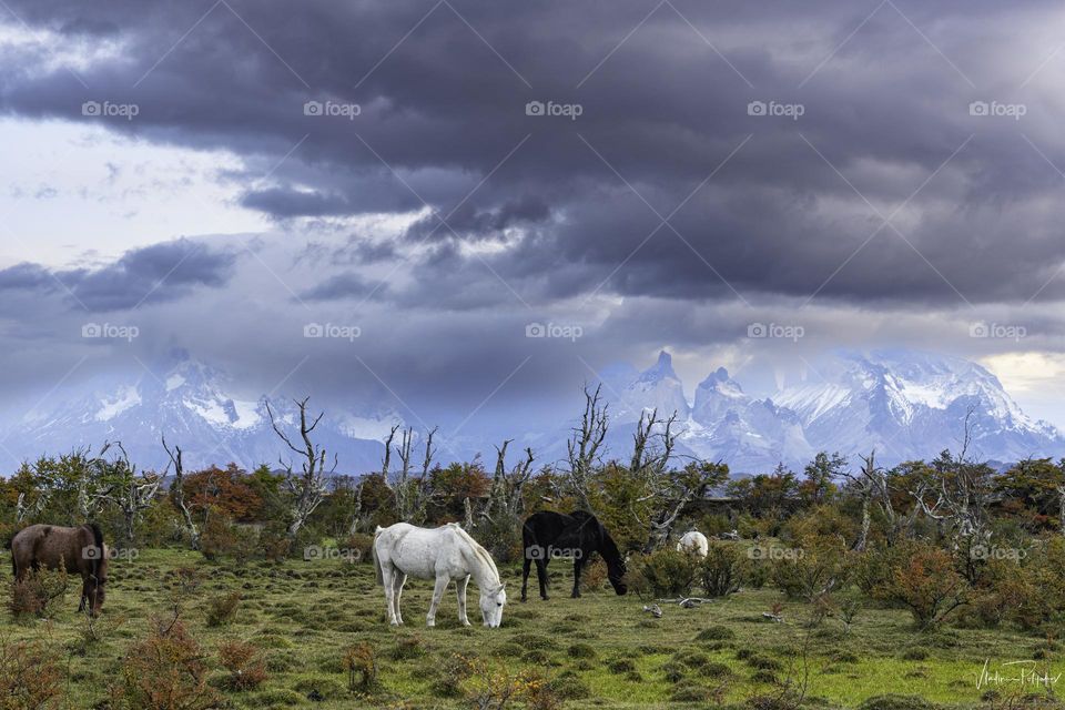 Patagonia landscape 