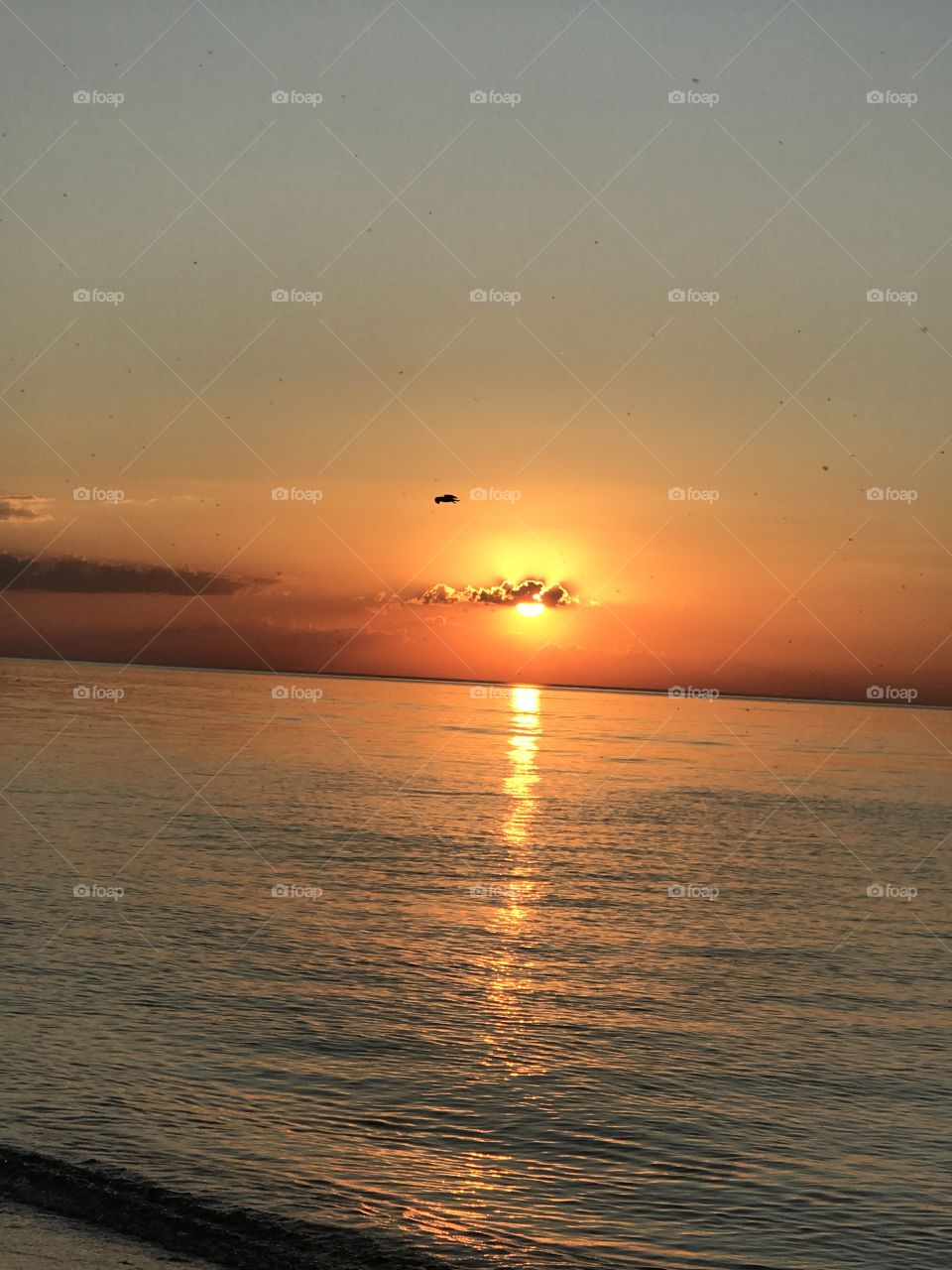 Sunset over water with bird flying by