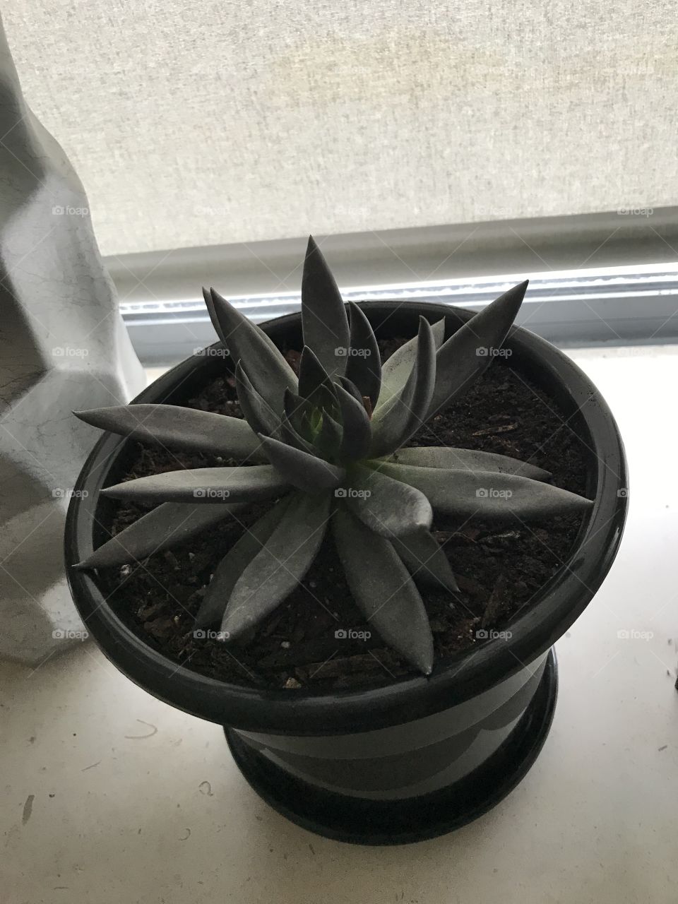 Echeveria Black Prince 