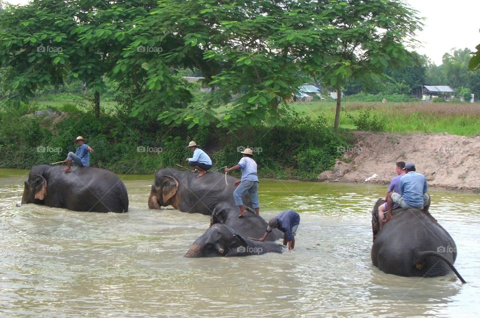 Elephants bathing. Elephants bathing