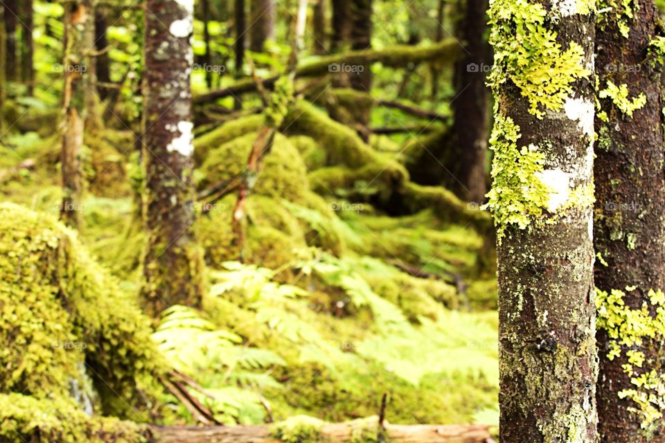 Green forest in Alaska 