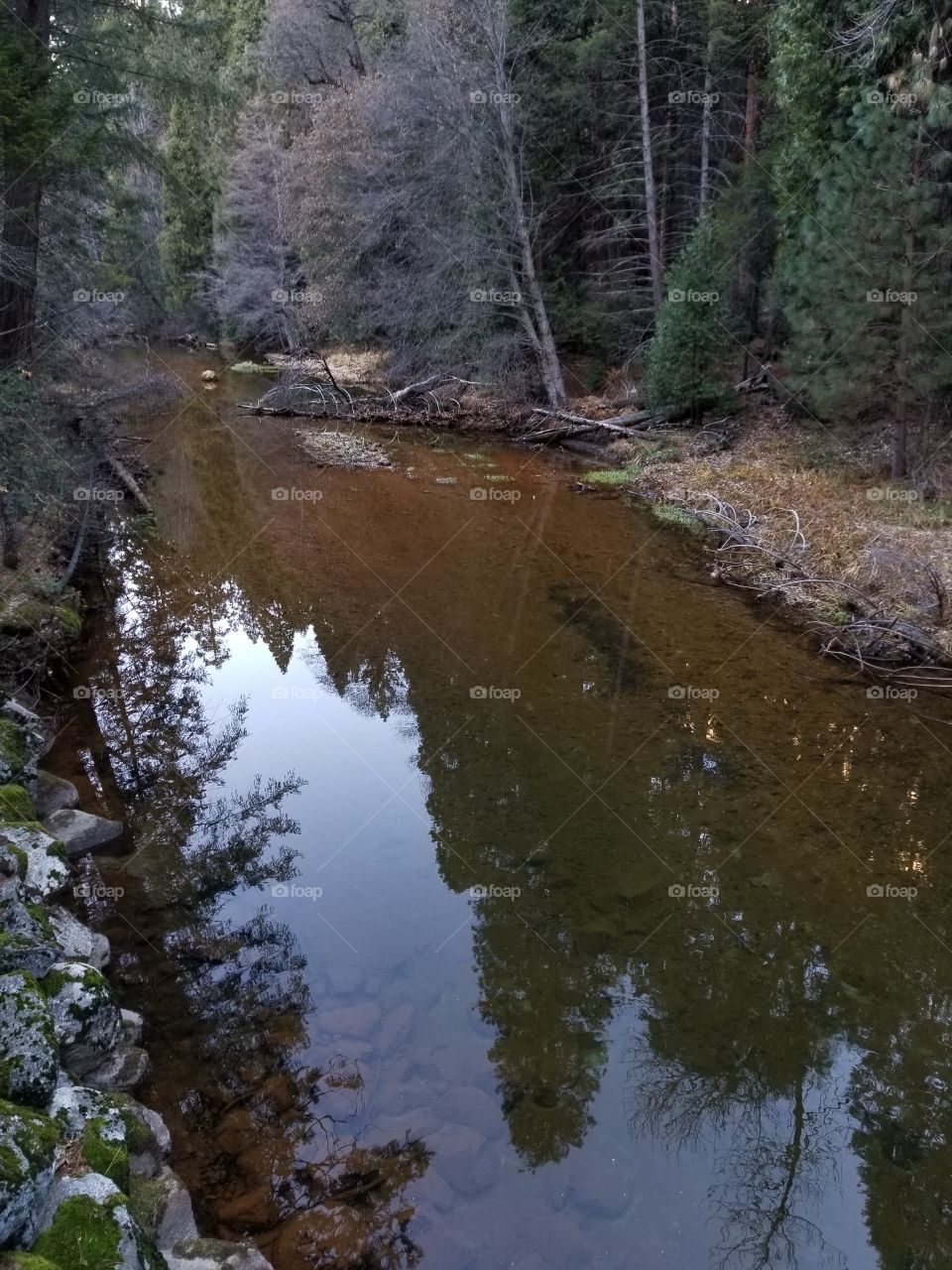 Reflection in river water