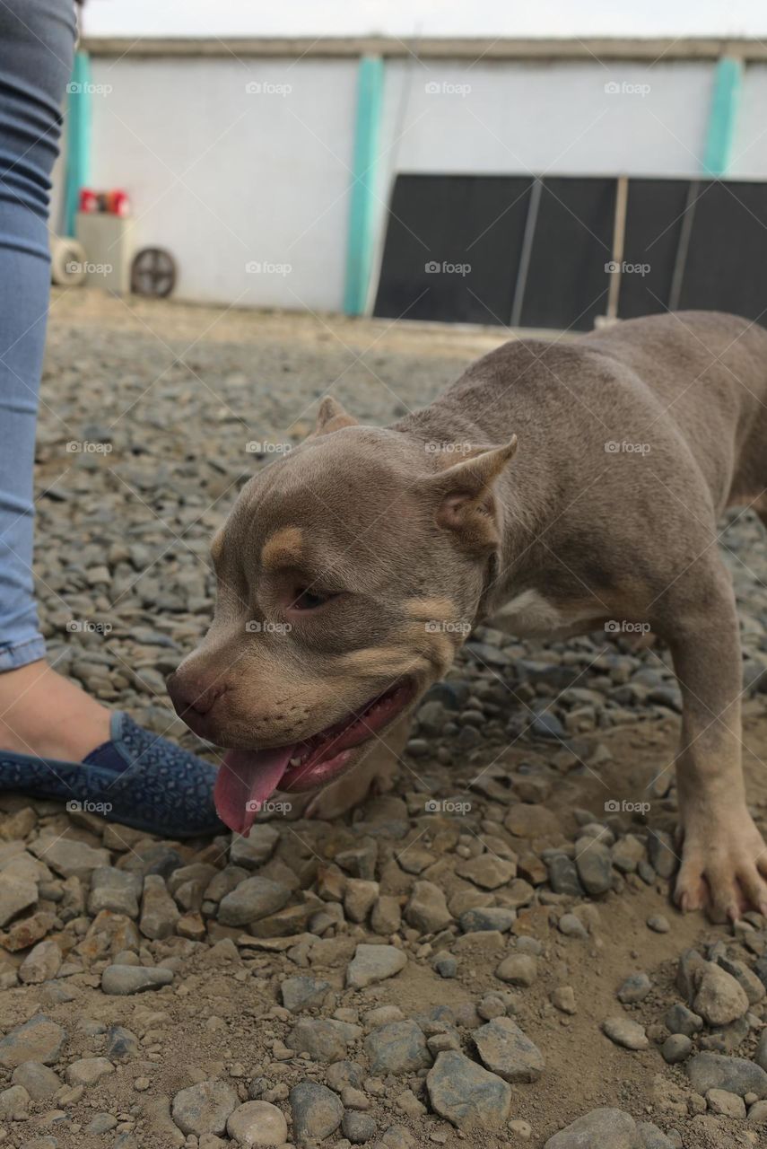 American pitbull puppy dog breed