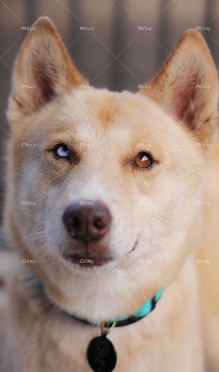 Flip flop eyes husky dog