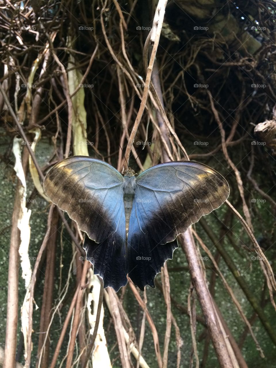 Neutral colored butterfly 