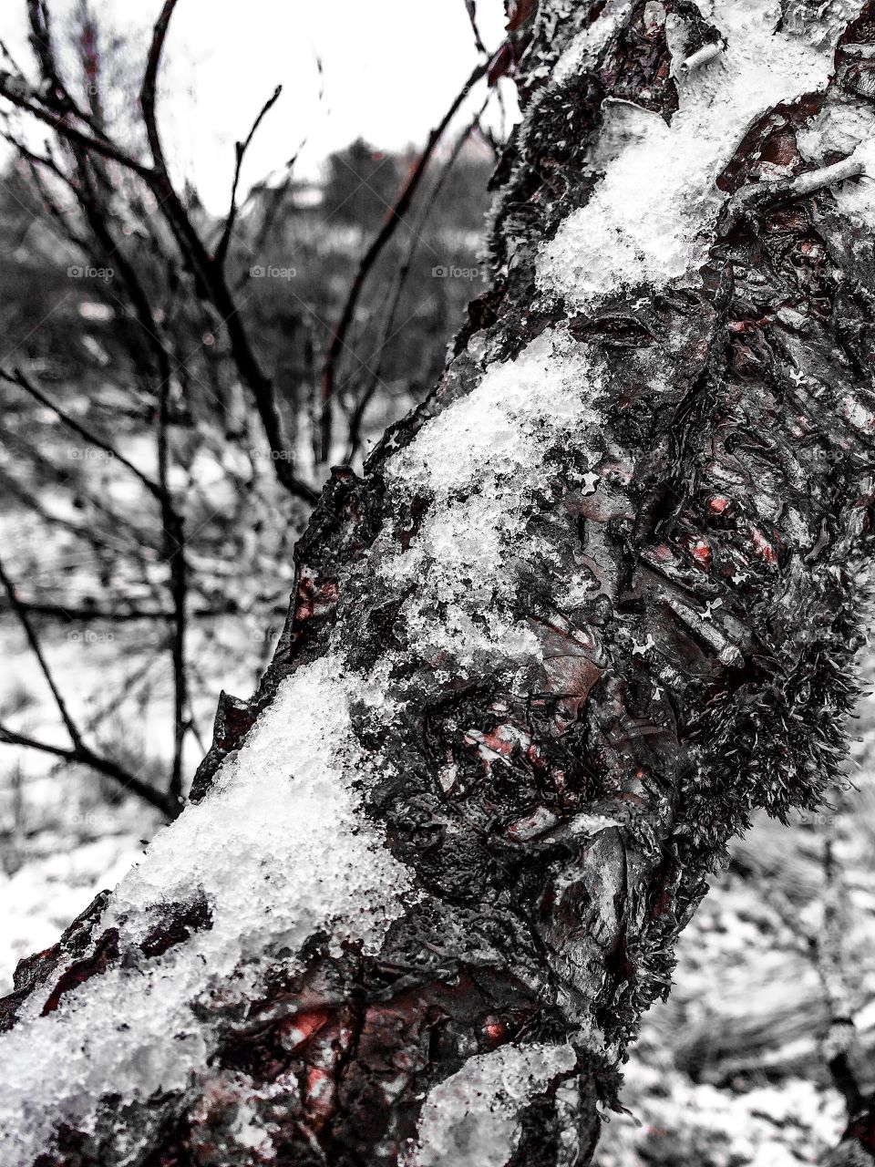 Snowy Tree. Snowy Tree