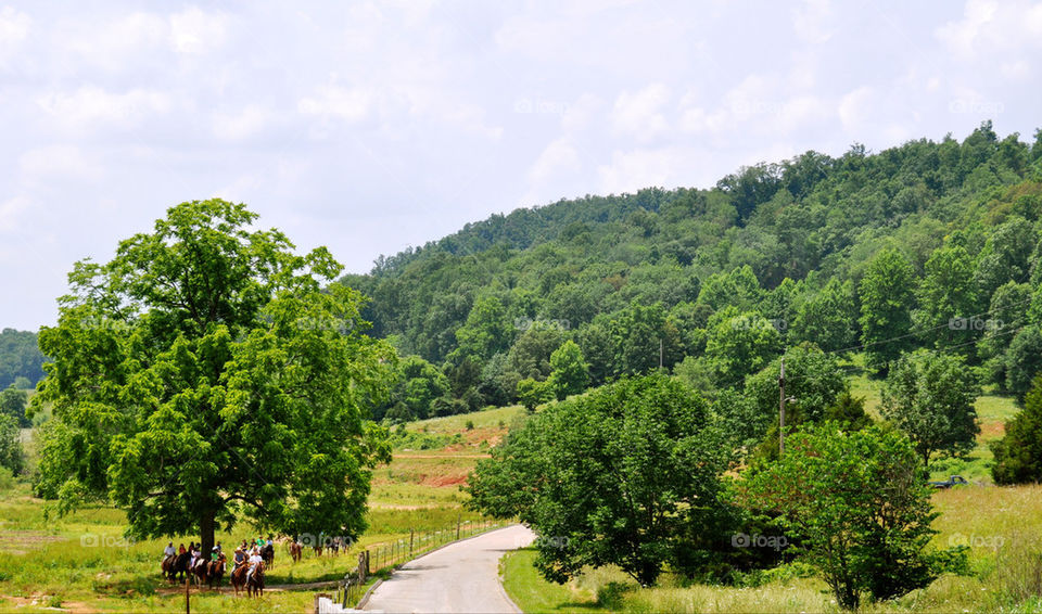 horses trees forest woods by refocusphoto