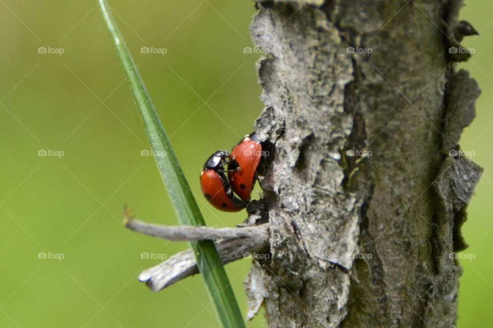 When the Ladybugs come, its spring 😊