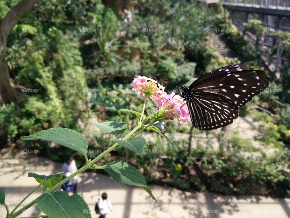 Butterfly from Japan, Tama Zoo