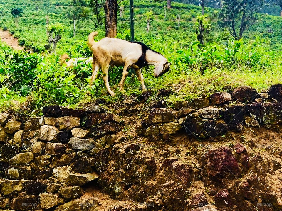 Animal | goat. In the tea garden. Hanthana Mountain in Sri Lanka. Central Province | 🇱🇰