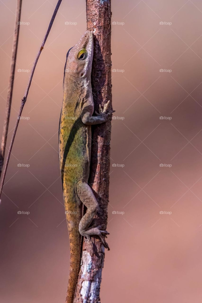 To be the tree, you must become one with the twig. Carolina Anole. 