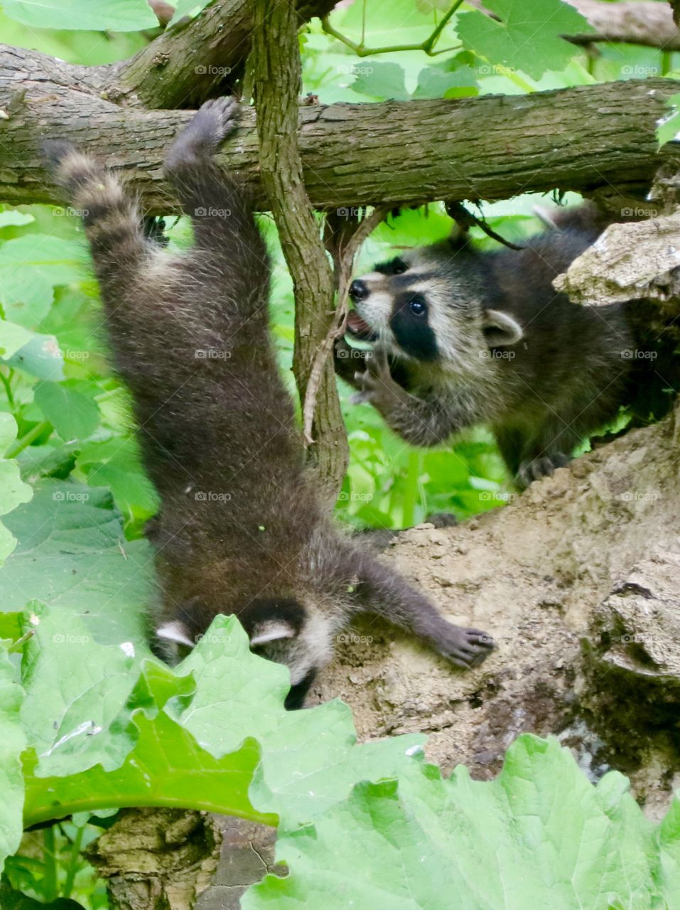 Hey!  You’re gonna fall !  Baby raccoons in a tree, one hanging upside down holding on with its back feet