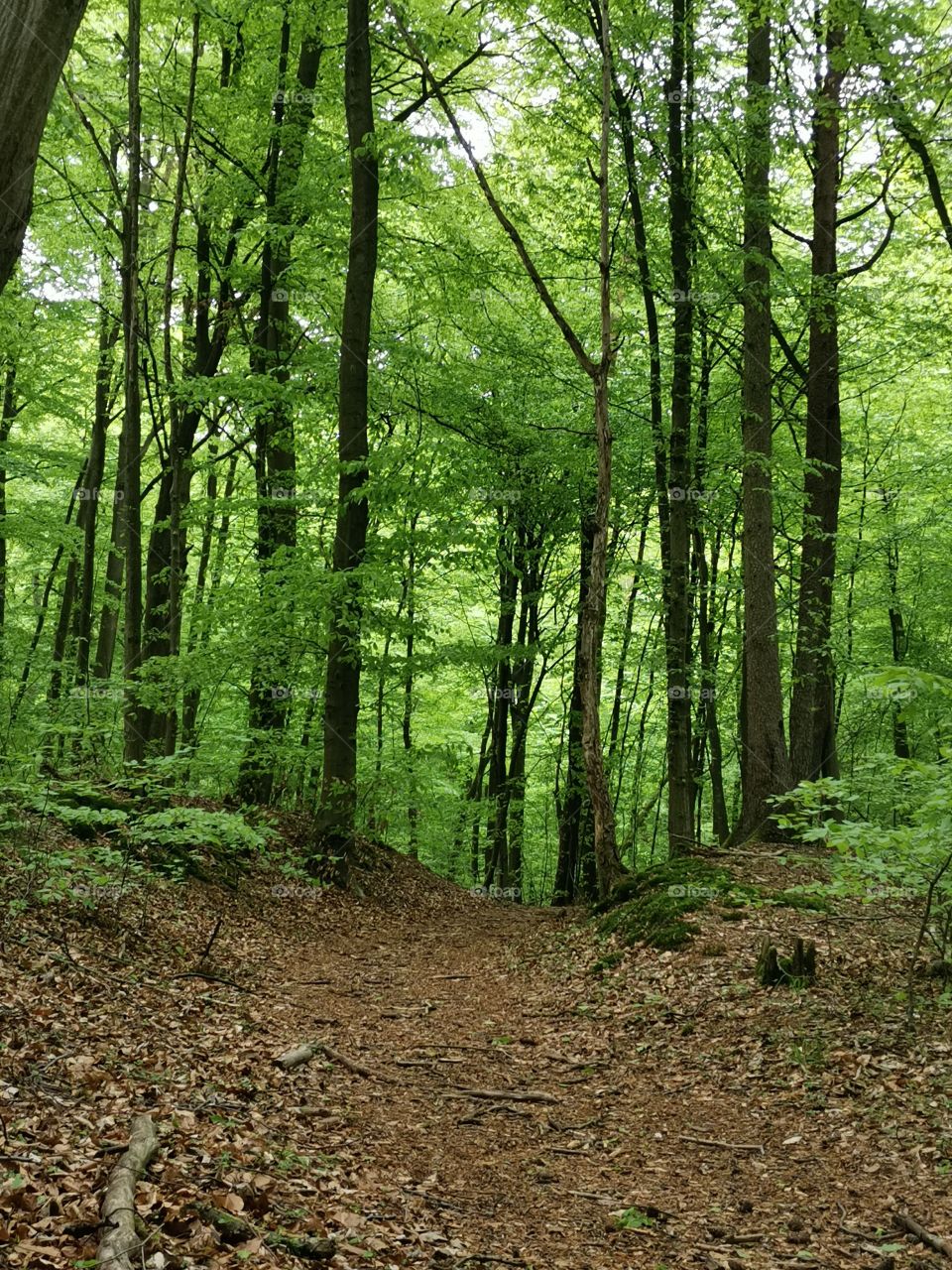 Pathway in the forest with brown leaves on it through high beech trees with fresh green leaves