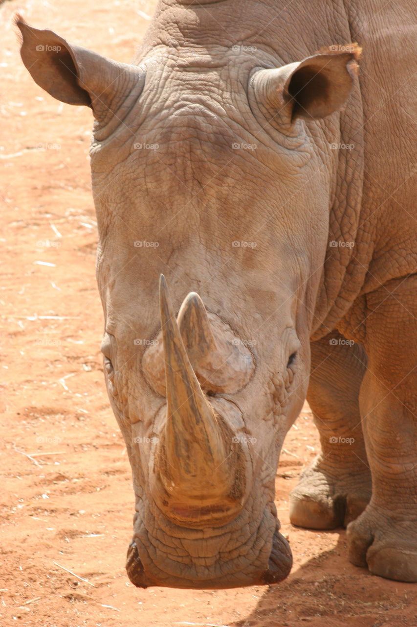 Poartrait of rhinoceros