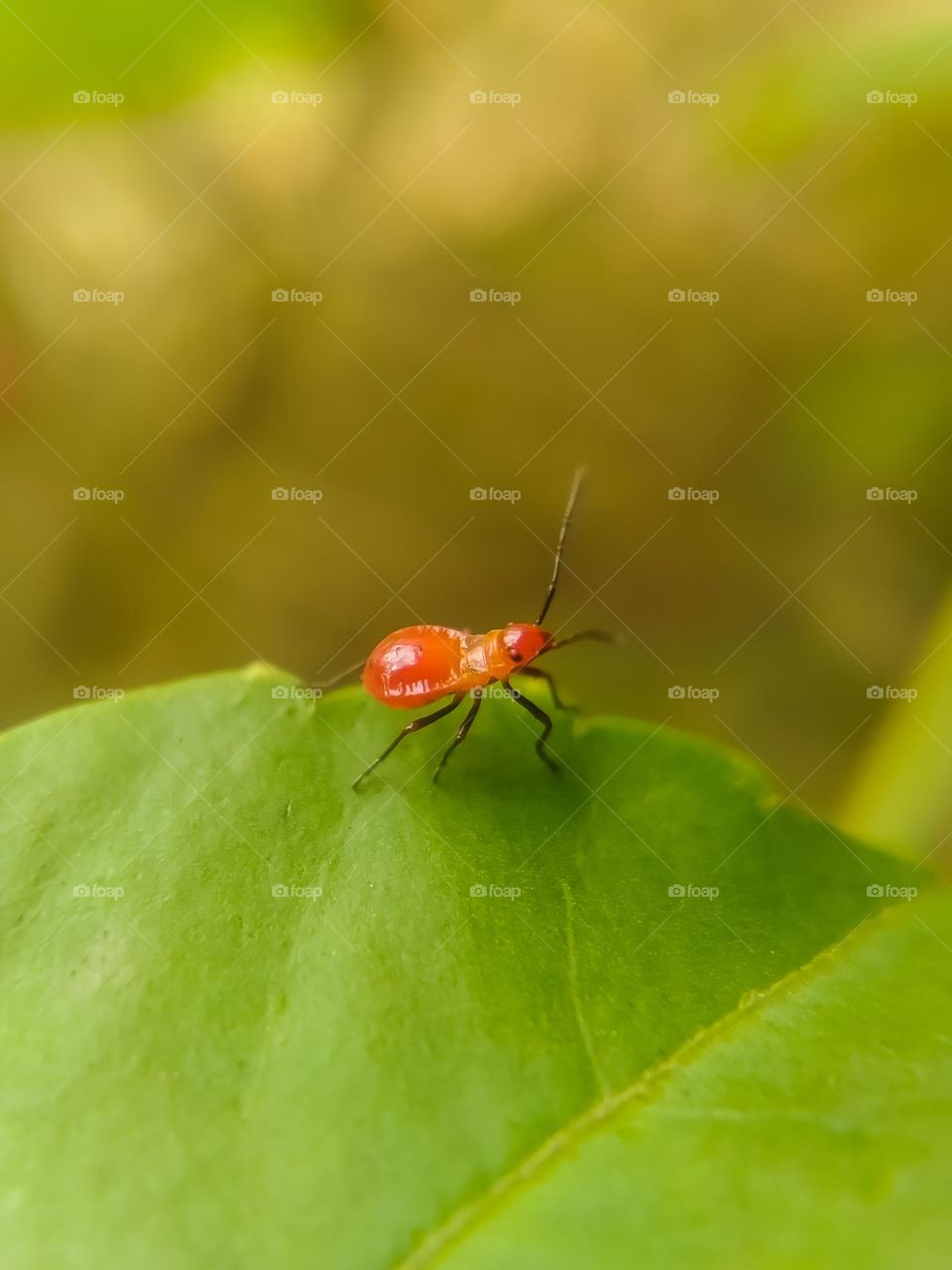 Small insects on the leaves.